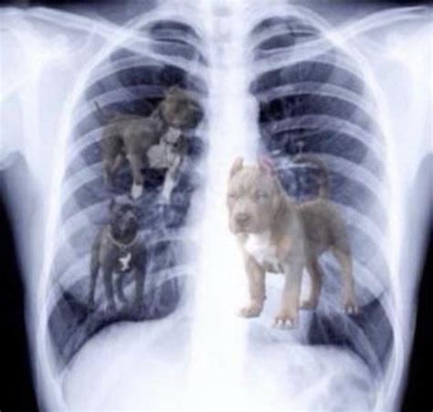 Feb 23, 2023 The dog x ray meme is a popular internet meme that features a picture of a dog with an x-ray of its skeleton. . He got that dawg in him xray